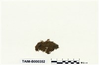 藏品(東亞澤苔)的圖片